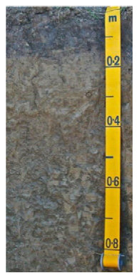 Figure from page 5 of the original article