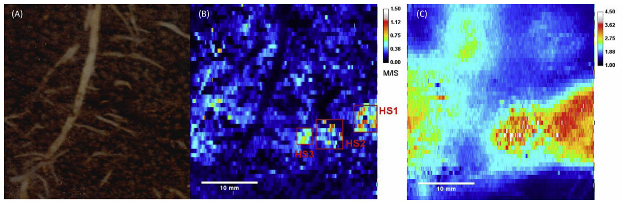 Fig. 4. Selected white lupin cluster root for DGT deployment in T1 treatment (A) and a visual representation of Fe(B) and Mn(C) mobilization around obtained by HR-DGT; each pixel represents a discrete measurement point a