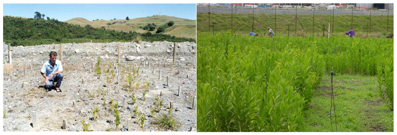 Fig. 1. Difficulties cultivating the Ni-hyperaccumulator Berkheya coddii as shown by (A) C. Anderson observing the growth of 9-month-old B. coddii plants on ultramafic soil in New Zealand compared to (B) a verdent crop o