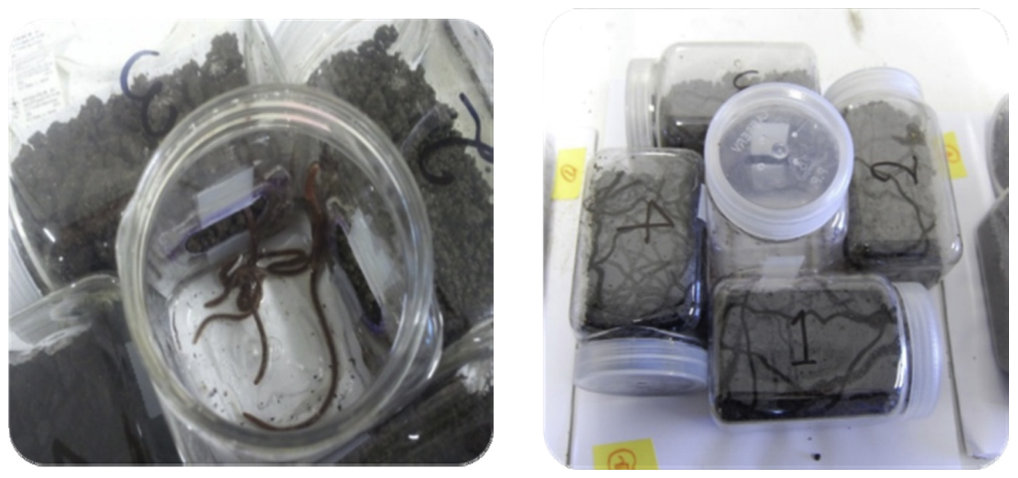 Fig. 1. Choice chamber apparatus for earthworm preference tests. Earthworms placed in moist conditions (< 5 ml water) in the central chamber could move freely between adjacent chambers containing four different soils. Mu