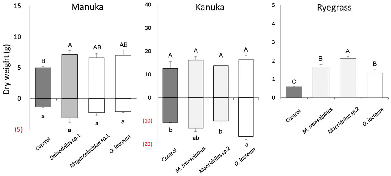 Fig. 5. Biomass of two native plants (L. scoparium and K. robusta) and L. perenne in the presence of earthworms in DF soil, 7 weeks after earthworms were added. Upper bar is shoot dry weight and lower bar is root dry wei