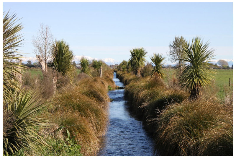 Fig. 8 Riparian zones planted with C. virgata, C. australis and deciduous P. regius in a dairy farm landscape on the Canterbury Plains (photo courtesy of Michael Simmler)