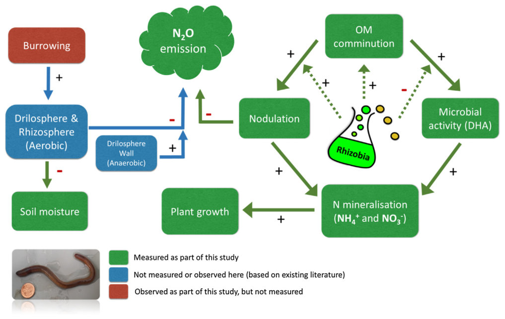 Fig. 6. Tentative interpretation of the results of the mesocosm experiment, based on data for Maoridrilus transalpinus. Positive (+) and negative (�) effects of the earthworm and rhizobial-inoculant are indicated as soli