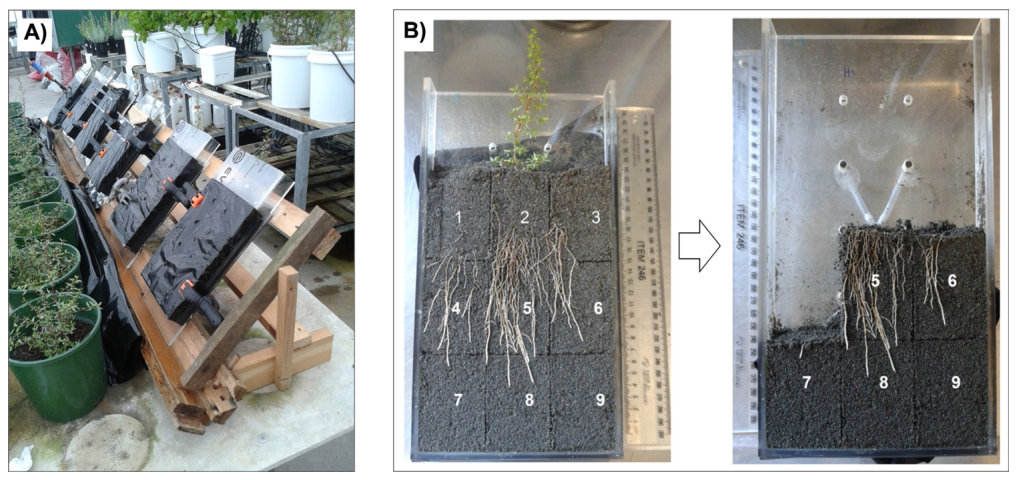 Fig. 1. A) Set up of the rhizoboxes in the greenhouse. B) Sampling of soil and root biomass in the different quadrats.