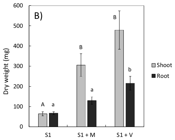 Fig. 2. Total shoot and root biomass in the pot experiment (A) and in the rhizobox experiment (B). Where S1 and S2 are soils 1 and 2, respectively; +M = biosolids homogeneously incorporated into the soil; +T = top applic
