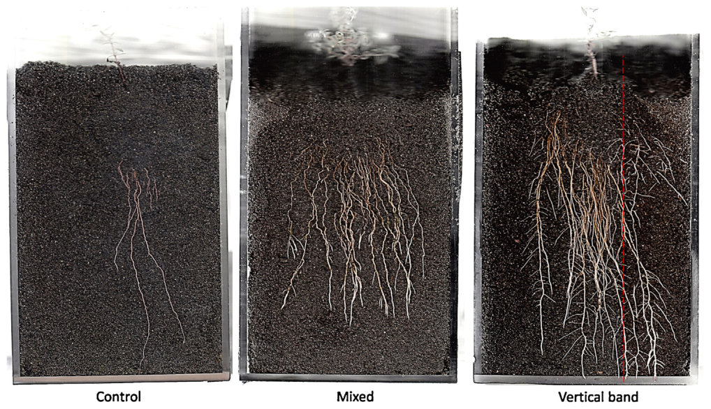 Fig. 5. Pictures of one rhizobox per treatment at the end of the experiment. These three rhizoboxes are representative of the response of the four replicates per treatment. In the vertical band treatment, the area to the