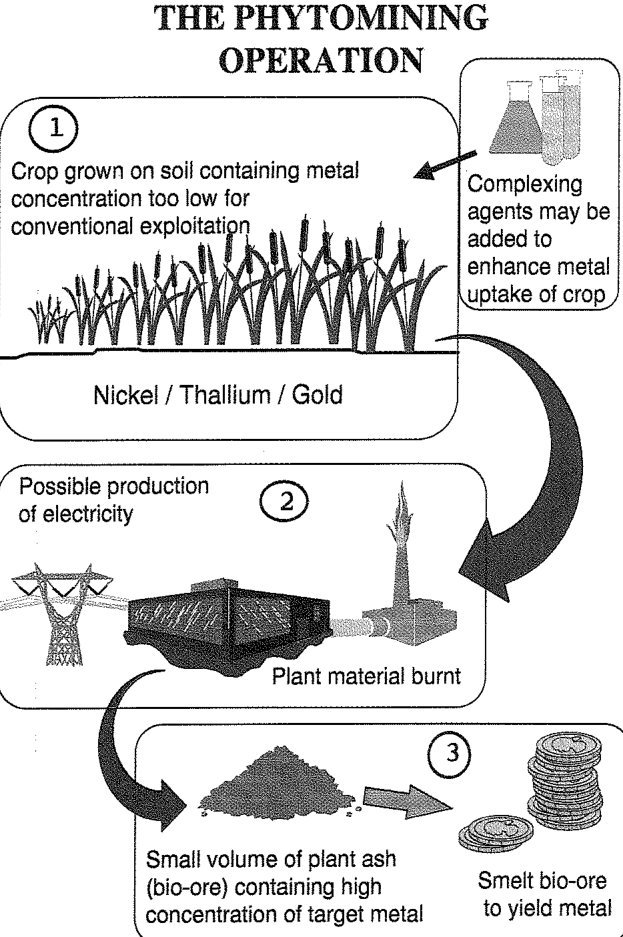 Figure 5. Model of a proposed system for phytomining for metals.