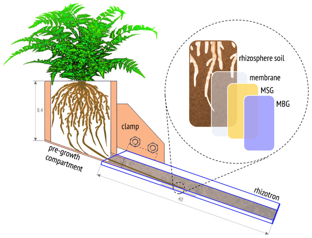 Fig. 1. Scheme of the rhizotron experimental design (not to scale). The illustration shows the rhizotron assembly and the dual-layer MSG/MBG DGT probe setup for 2D solute imaging of AsIII, AsV, P, Mn and Fe in the rhizos