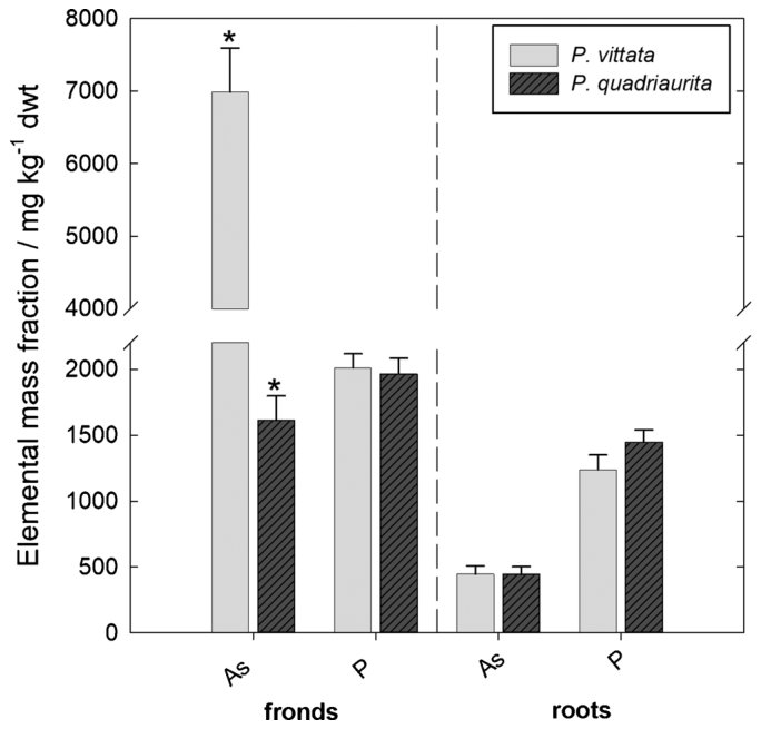 Fig. 2. Average As and P mass fractions in frond and root tissue dry-weights (dwt) of PV (harvested between 52 and 67 DAP; n = 5) and PQ (harvested between 66 and 73 DAP; n = 4) after growth in rhizotrons filled with For
