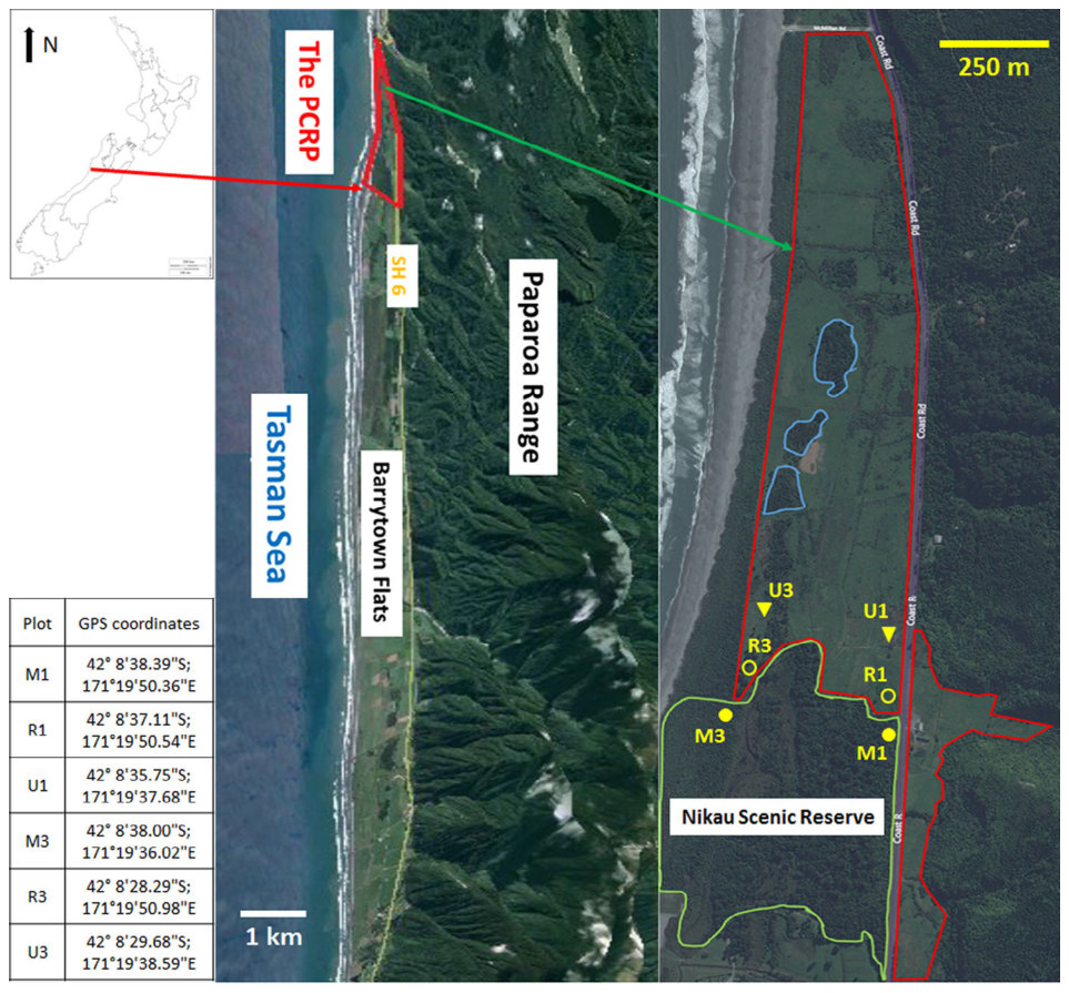 FIGURE 1 Locations of the Punakaiki Coastal Restoration Project (PCRP) site, selected Transect 1 and 3, and the GPS coordinates for each plot (modified from Zhong, 2017); where M, mature forest plot; R, restoration plot;