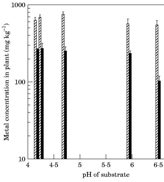 FIG. 4. Metal concentrations (Co, · ; Ni, I) in Berkheva coddii after change of pH by addition of acid mine tailings (AMT) to the substrate. Bars (n = 4) are s.e.m.