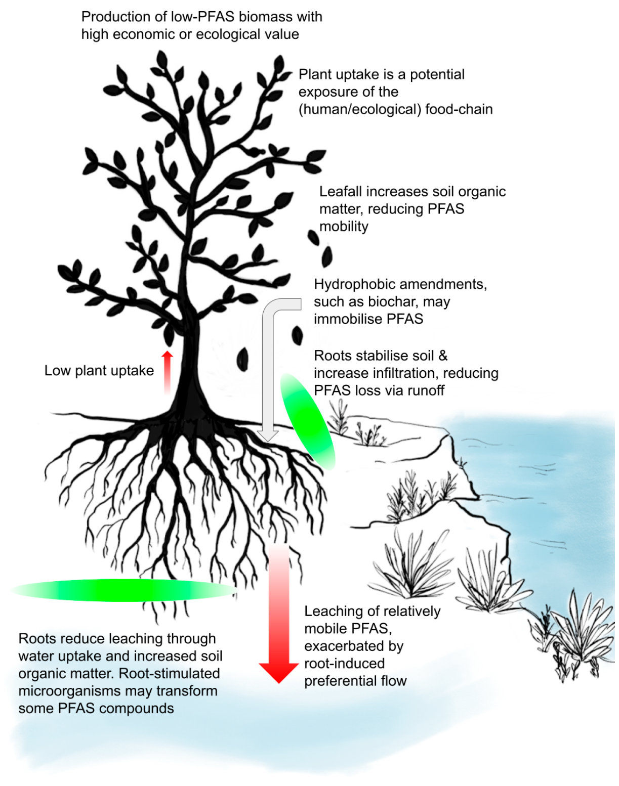 Figure 1. Critical PFAS fluxes in the soil-plant system as affected by plants.