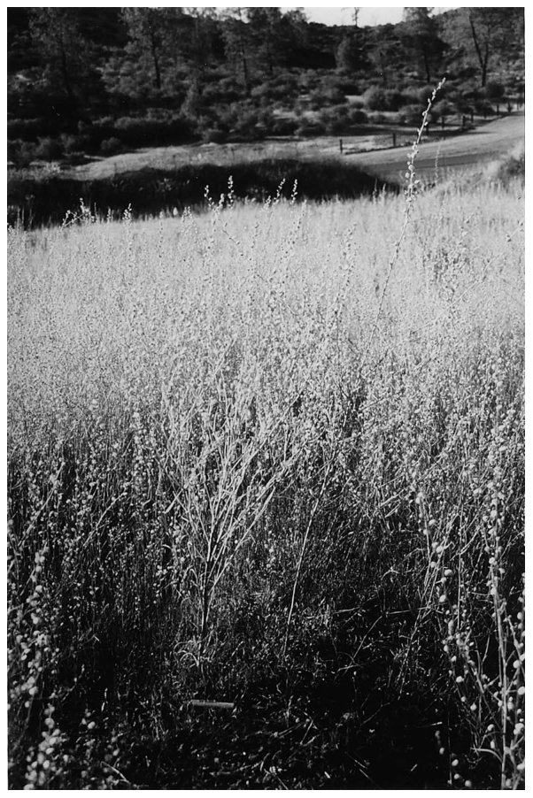 Fig. 1. A crop of nickel in plants of Streptanthus polygaloides growing in California. Photo by Larry Nicks and Michael Chambers.
