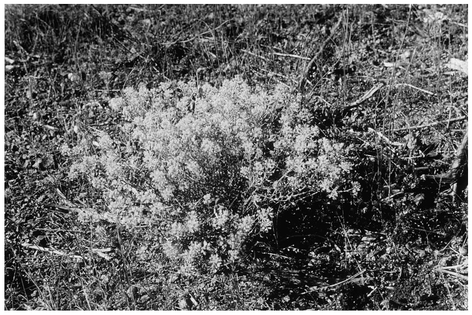 Fig. 2. Alyssum bertolonii — a nickel hyperaccumulator from Tuscany, Italy. The dried leaves contain on average about 1% (10,000 mg=kg) nickel.