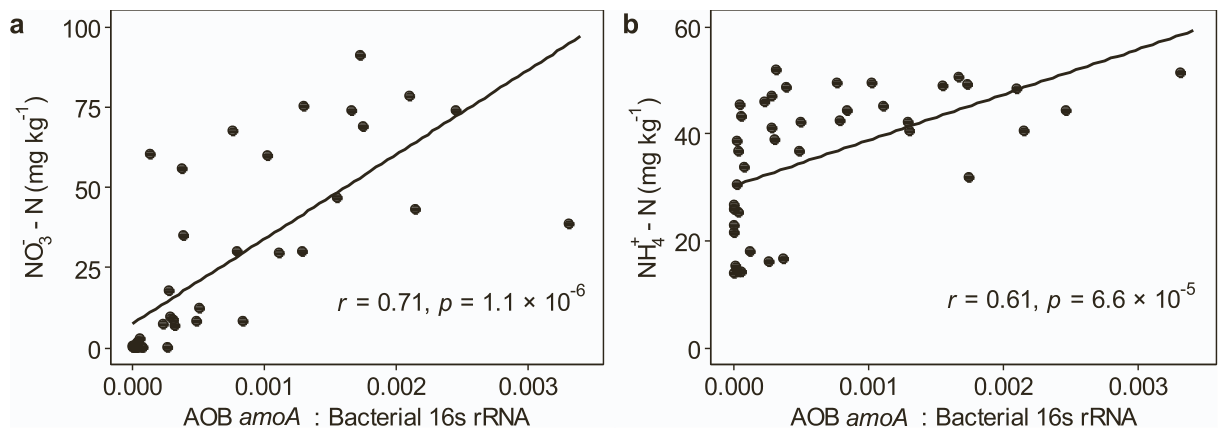Fig. 3. (a) Soil NO−3 -N concentration vs. AOB amoA: Bacterial 16S rRNA ratio in the fertilised (NPKS) treatment, and (b) soil NH+4-N concentration vs. AOB amoA: Bacterial 16S rRNA ratio in the fertilised (NPKS) treatmen