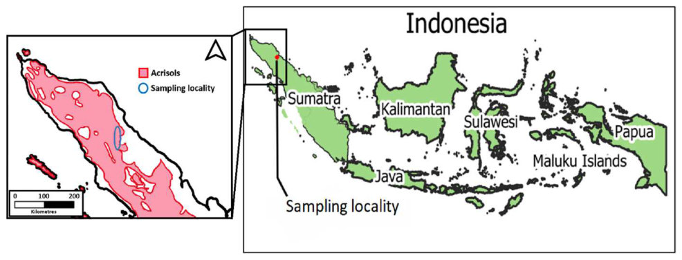 Figure 1. Map of Indonesia showing sampling locality in Sumatra with the extent of Acrisol soils over the north of the island. Adapted from [34].