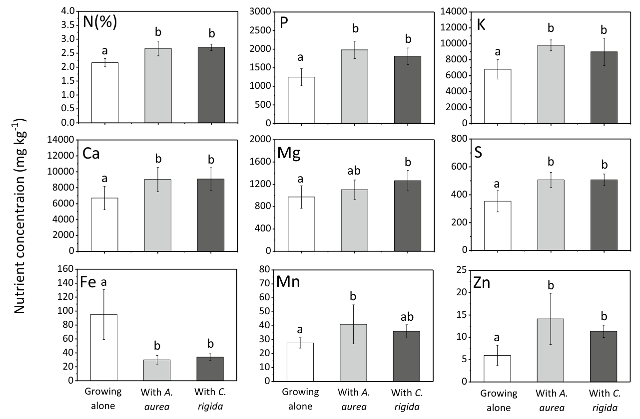 Fig. 5 Nutrient concentrations in foliage of Lotus pedunculatus according to whether it was growing alone or together with Acyphylla aurea or Chionochloa rigida. Figure illustrates