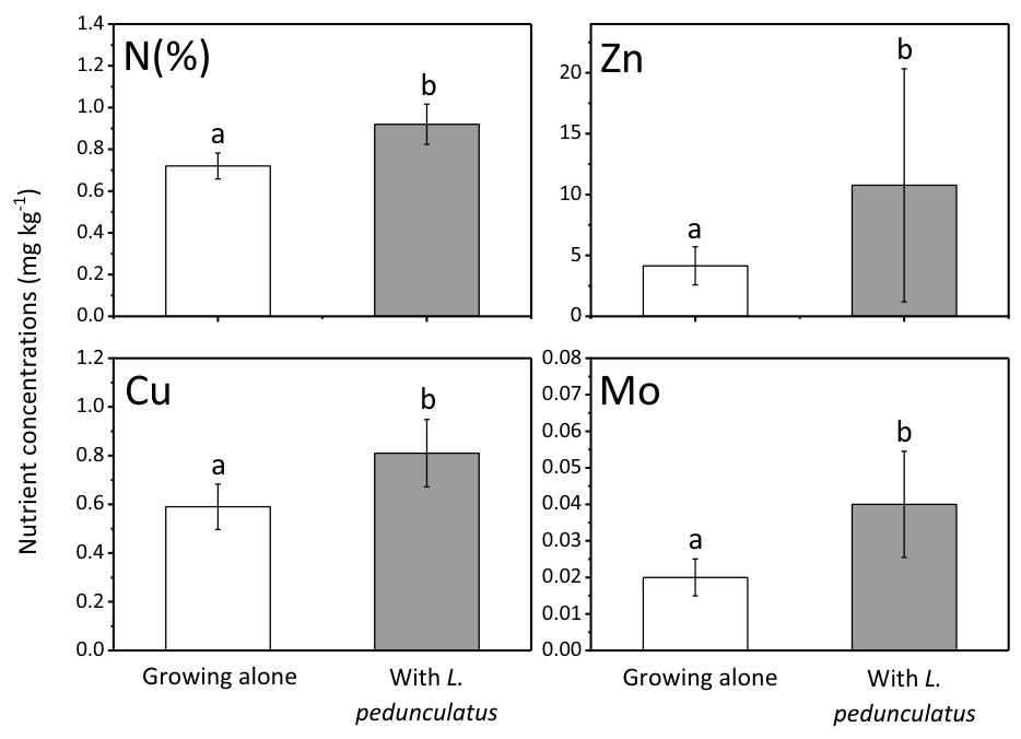 Fig. 6 Nutrient concentrations in foliage of Chionochloa rigida according to whether it was growing alone or together with Lotus pedunculatus. Figure illustrates only elements when significate differences were recorded.