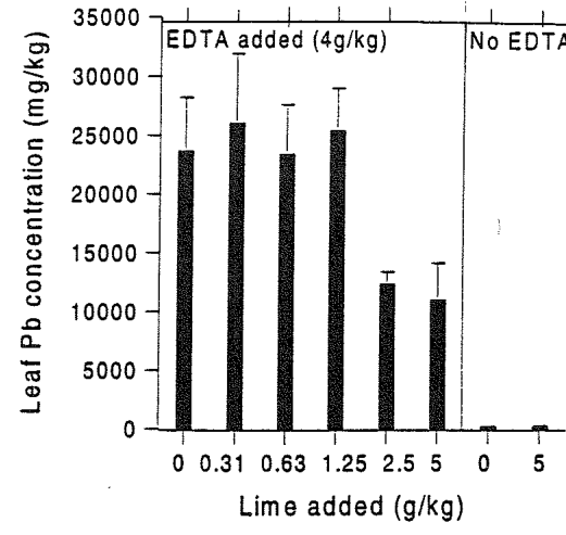 FIGURE 2. Uptake of lead by Arrhenatherum elatius (N=8 for each amendment) from Tui Base Mine tailings (Experiment B) with and without added lime and with and without a constant EDTA application of 4 g kg-!.