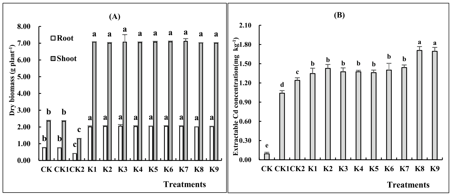 Fig. 1. Effect of (NH4)2SO4 combined with bio-chelator on S. nigrum root and shoot biomass (A) and on extractable Cd concentration in soil (B) (Means with different letters among treatments were significantly different (