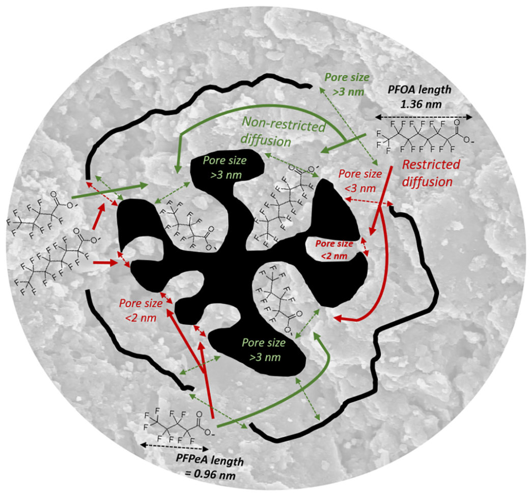 Fig. 2. Illustration of how the diffusion of PFOA and PFPeA into the pores of biochar sorbents is regulated by pore size. Reprinted with permission from Sørmo, PhD thesis, NMBU 2023, thesis number 2023:77, ISBN 978-82-57