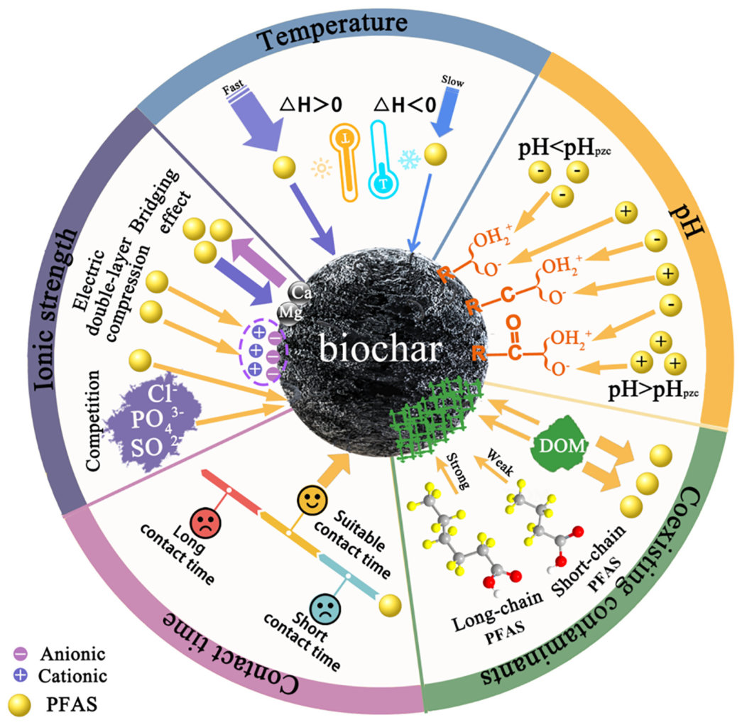 Fig. 3. Factors influencing the adsorption efficiency of biochar for PFAS.