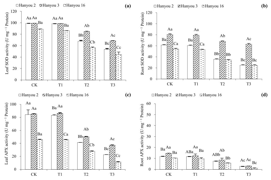 Figure 5. Leaf SOD activity (a), root SOD activity (b), leaf APX activity (c) and root APX activity (d) activities of three B. napus cultivars. Different capital letters over columns between different cultivars indicate 