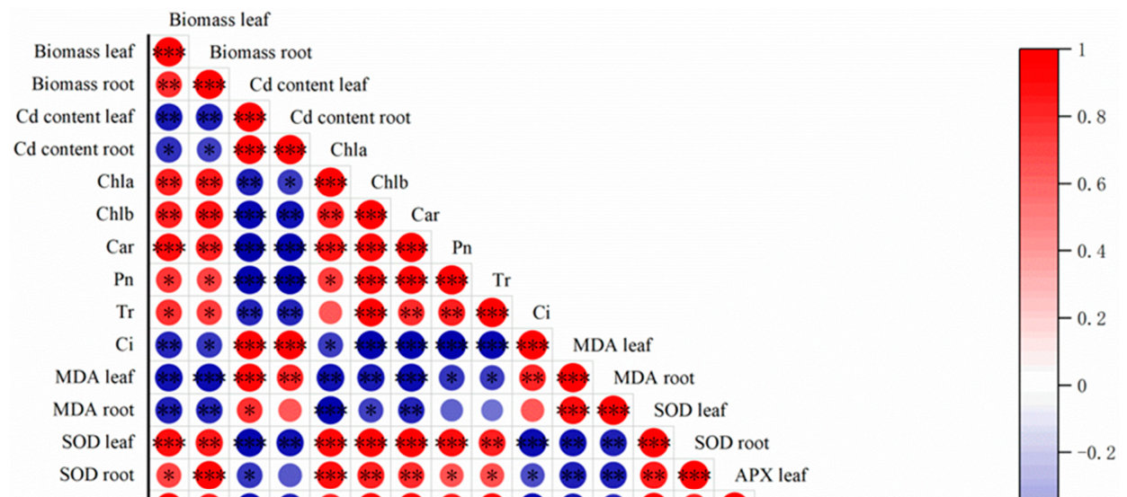 Figure 7 shows Pearson’s correlation analysis between TI (tolerance index), Cd concentration, biomass, and physiological indicators of the three cultivars in all treatments. The TI of all three cultivars demonstrated sig