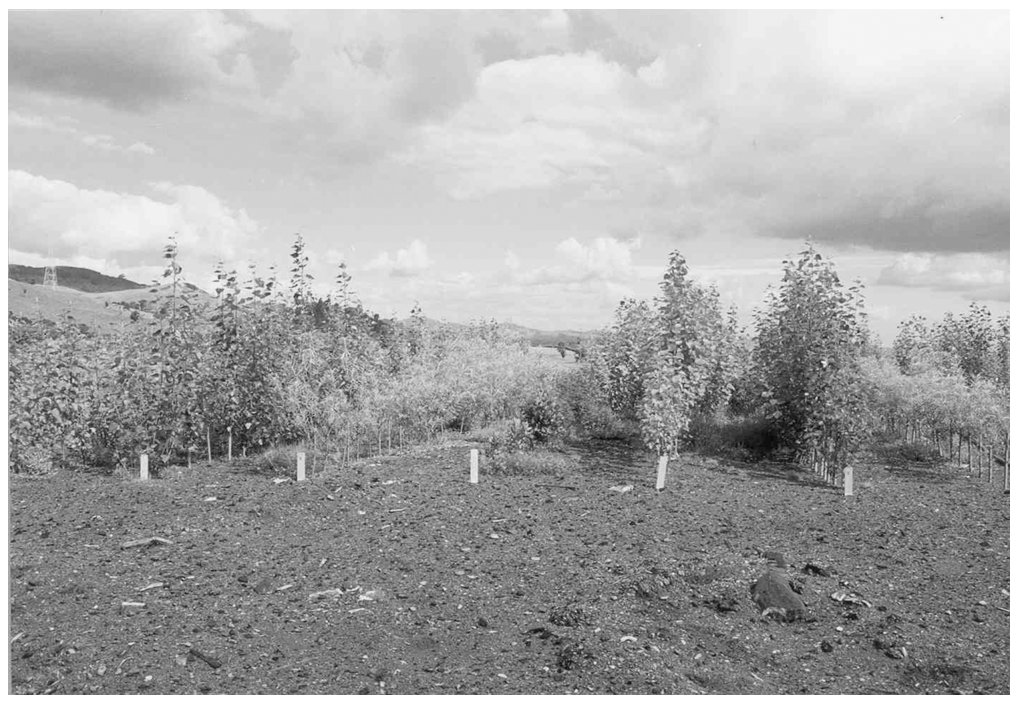 Fig. 1 Variation in growth of poplar clones growing on a contaminated sawdust pile. (Go to www.dekker.com to view this figure in color.)