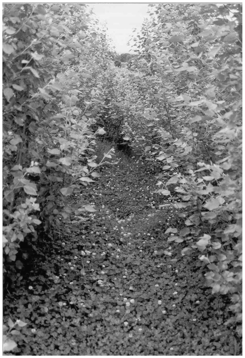 Fig. 2 Clover planted between establishing poplars on a sawdust pile. (Go to www.dekker.com to view this figure in color.)
