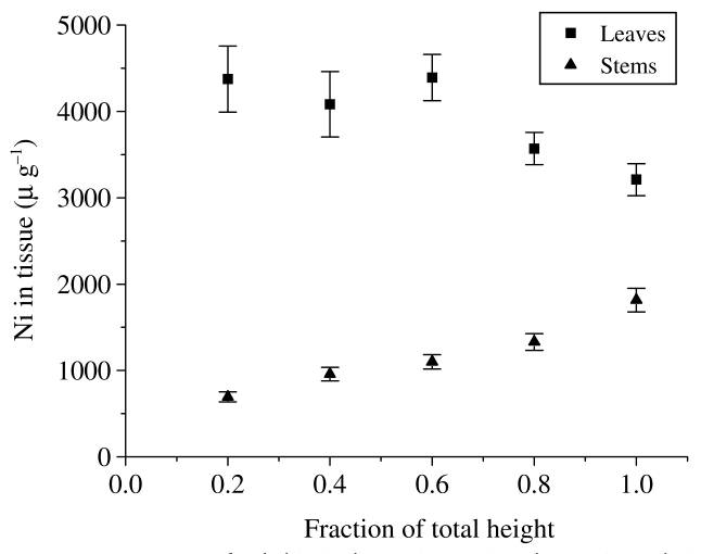 Fig. 2 Concentration of nickel (Ni) in leaves (squares) and stems (triangles) of Berkheya coddii, with height, grown hydroponically in the presence of 100 µM Ni. Error bars represent the standard error of the mean.