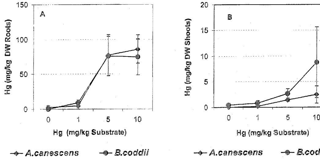 Figure 5. Accumulation of Hg in roots (A) and shoots (B) of Berkheya coddii and Atriplex canescens grown in Tui mine tailings treated with 1, 5, and 10 mg/kg of soluble Hg (HgCL,). Bars denote ·1 standard deviation from