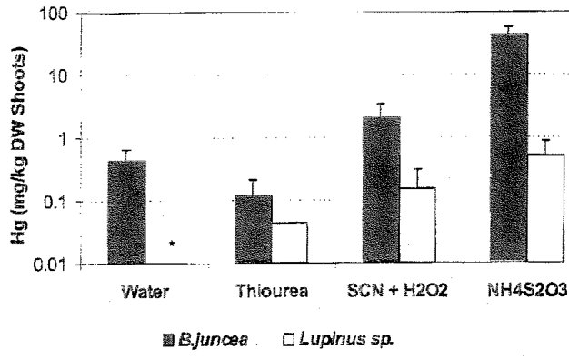 Figure 7. Shoot Hg concentrations of Brassica juncea and Lupinus sp. after application of sulfur-containing ligands at 2 g/kg to Tui mine tailings. Note that water = control, SCN + H,02 = ammonium thiocyanate + hydrogen
