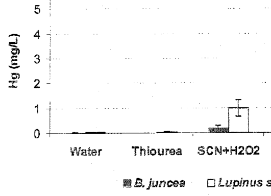 Figure 8. Hg concentrations in leachates collected from Brassica juncea and Lupinus sp. pots after application of sulfur-containing ligands at 2 g/kg to Tui mine tailings. Note that water = control, SCN + H,0½ = ammonium