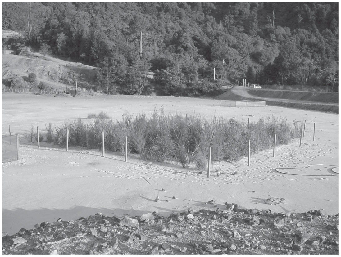 FIGURE 6.4 Vegetation established on the Tui mine tailings, Te Aroha, New Zealand. The vegetation has reduced metal mobility by adding organic matter to the substrate and returning some rainfall to the atmosphere via eva