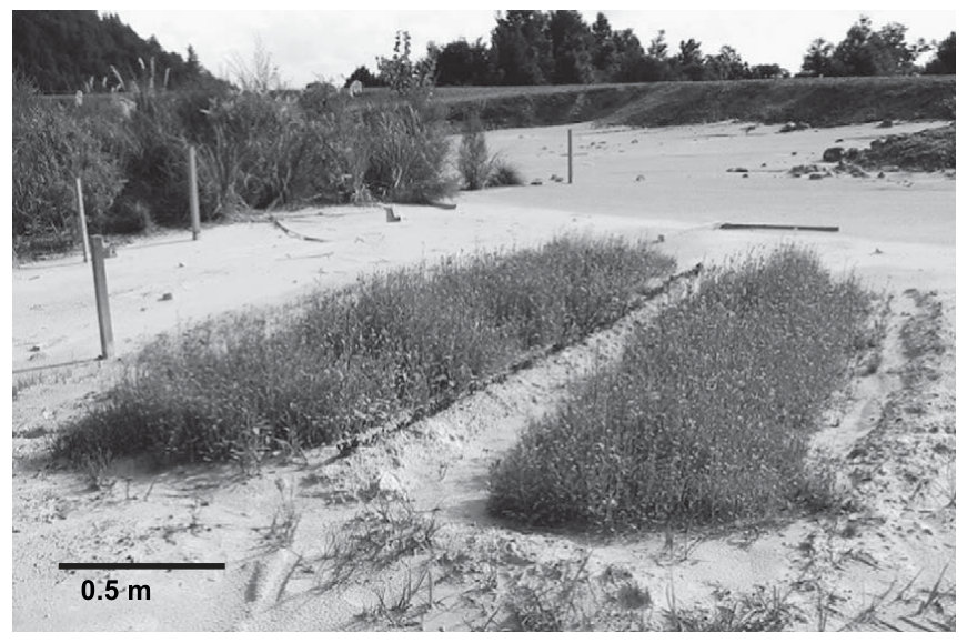 Fig. 6. Experimental field plot at the Tui mine tailings (North Island, NZ) before application of sodium thiosulphate (Na2S2O3) to the substrate (march/2004). Biomass for B. juncea plants grown at the toxic tailings yiel