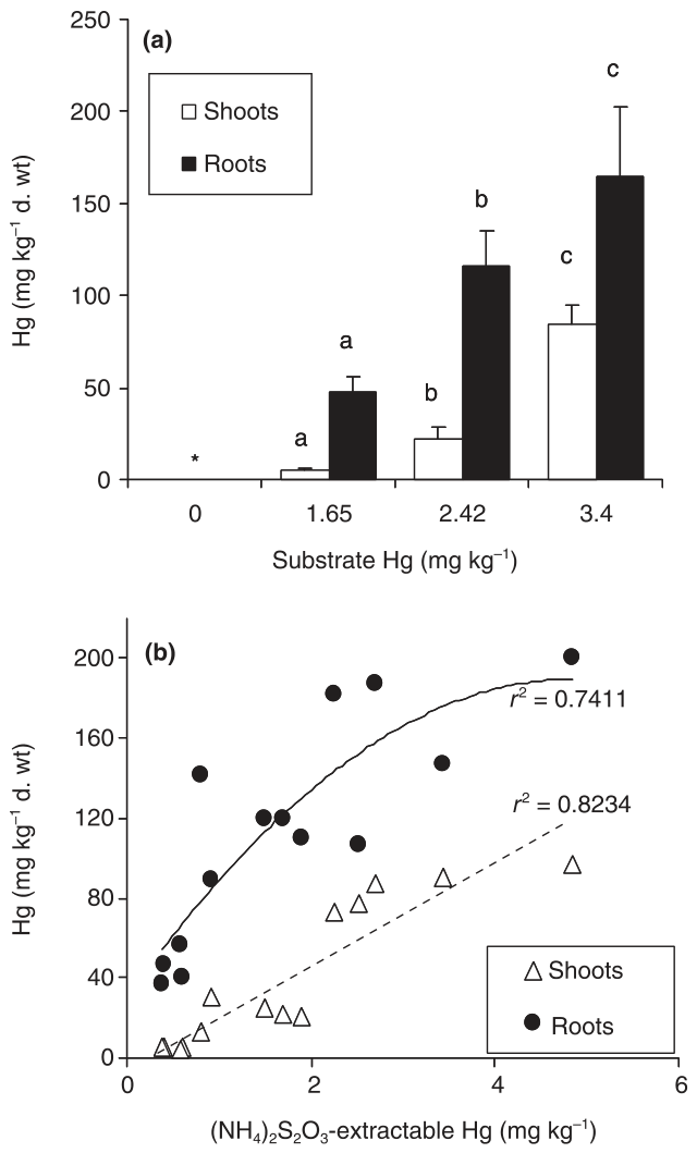 Fig. 3 Accumulation of Hg in roots and shoots of (NH4)2S2O3-treated Brassica juncea plants as a function of total (a) and (NH4)2S2O3- extractable (b) Hg concentrations in modified substrates. Bars denote ±1 SD from the m