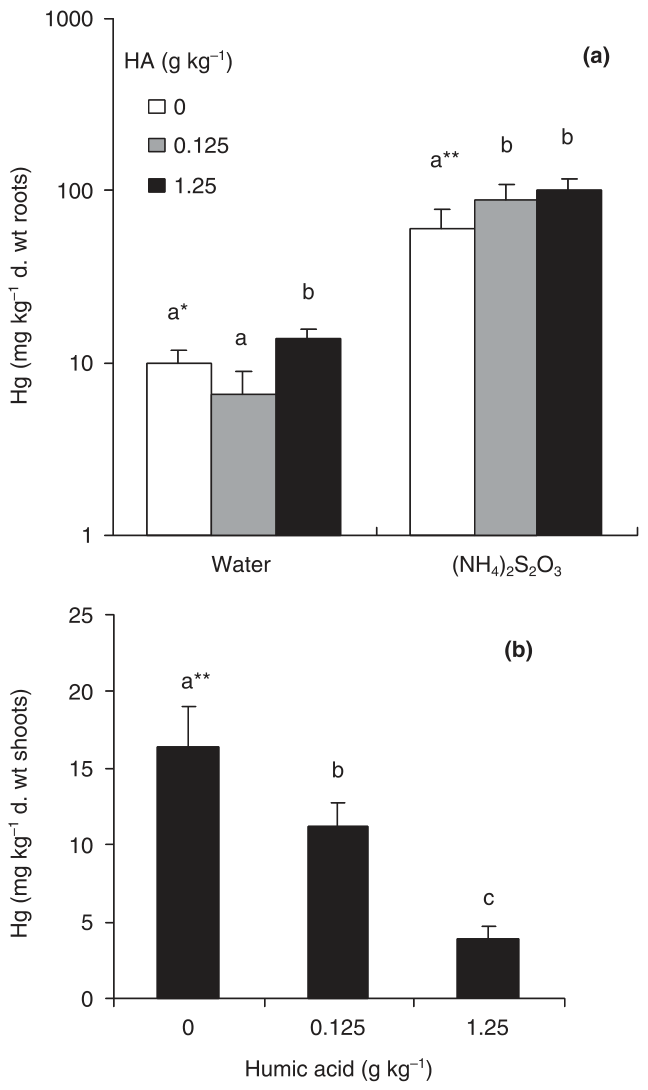 Fig. 4 Accumulation of Hg in roots (a) and shoots (b) of water and (NH4)2S2O3-treated Brassica juncea plants as a function of the humic acid content (g kg−1) in modified substrates containing Hg at 2.5 mg kg−1. Bars deno