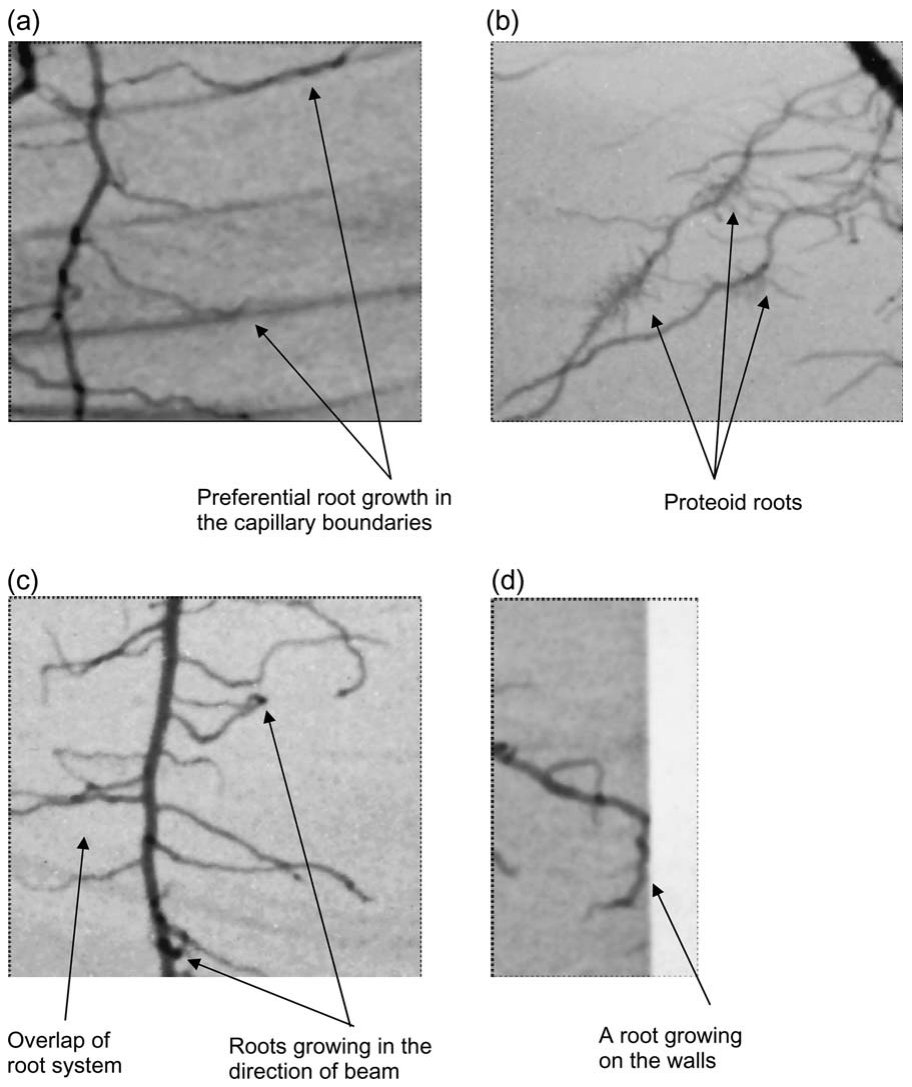 Figure 6 Additional features observed from the images, in each case zooming into a 0.04 m � 0.04 m region. (a) Preferential root growth in the capillary boundaries; (b) proteoid roots; (c) dark spots, which result from r