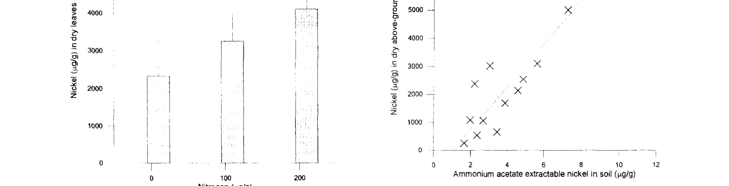 Fig. 3. The nickel content of dry biomass of Berkheyu coddii as a function of extractable (ammonium acetate) nickel in the substrate.