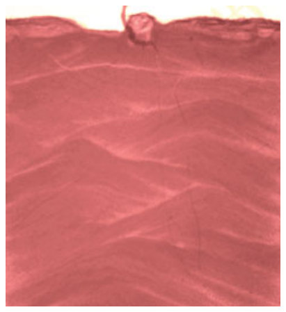 Figure 4 Soil heterogeneity resulting from filling patterns can affect the image quality. The radiographs show the roots of Cicer arietinum in identical soil with high heterogeneity (a) and low heterogeneity (b).