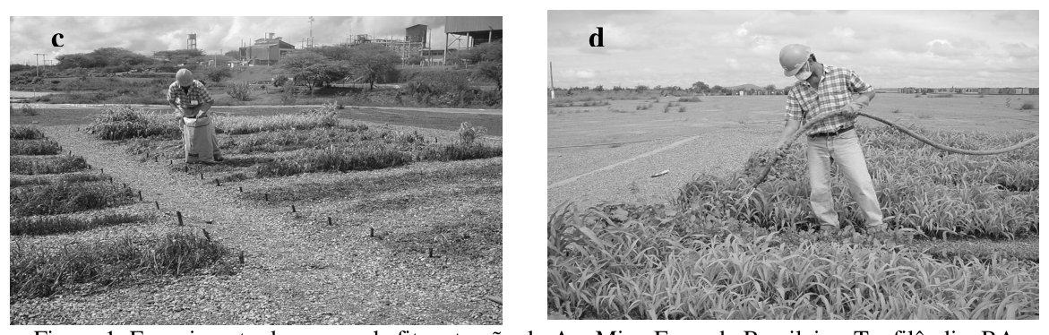 Figura 1. Experimento de campo de fitoextração do Au, Mina Fazenda Brasileiro, Teofilândia, BA. Preparo do bloco experimental (a); desenvolvimento da biomassa no minério (b); tratamento com tioligantes (c) e colheita da 