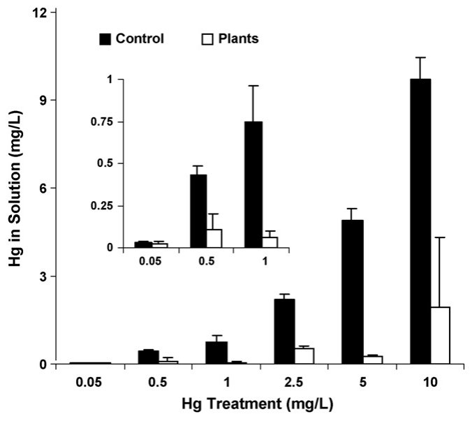 Fig. 4. Phytofiltration potential of B. juncea plants cultured for 5 days in solutions containing Hg at concentrations ranging from 0.05 to 10 mg/L. Controls comprised of Hg-treated solutions without plants. Values are t