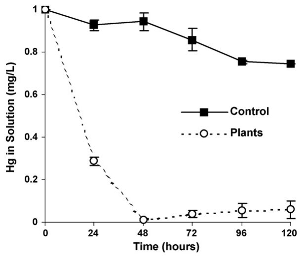 Fig. 5. Phytofiltration potential of B. juncea plants cultured in Hg-containing solutions at 1 mg/L. Controls comprised of Hg-treated solutions without plants. Values are the means of three replicates ± 1 standard deviat
