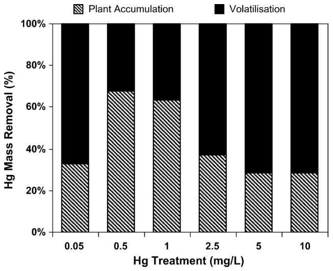Fig. 6. Contribution of plant accumulation and volatilisation processes to the Hg mass removal by phytofiltration. B. juncea plants were cultured for 5 days in solutions containing Hg at concentrations ranging from 0 to