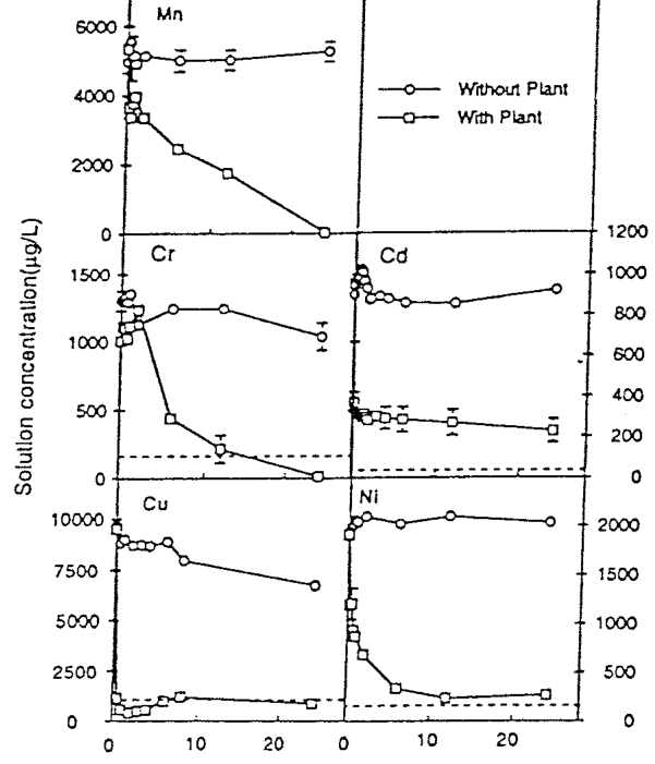 Fig.9.7. Removal of metal ions by roots of Helianthus annuus (open squares) grown hydroponically in solutions of five elements for up to 24 hours. Controls (open circles) do not contain roots. Source: Salt et al. (1995).
