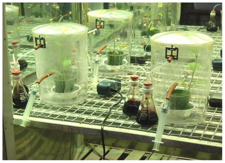 Figure 13. Gastight volatilisation chambers used for trapping volatile Hg released from the plantsubstrate system. B. juncea plants grown on Tui, modified Gold Mountain (GM) and Serra Pelada (SP) substrates were treated 