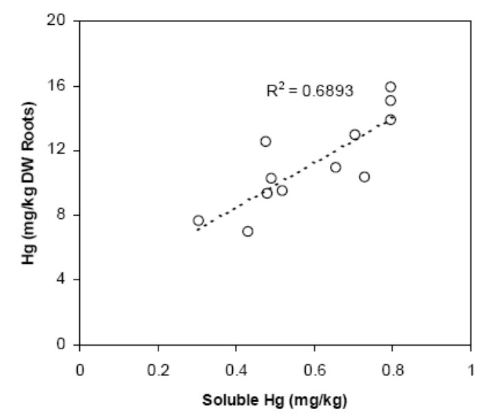 Figure 15. Accumulation of Hg in roots of untreated B. juncea plants as a function of the water-soluble phase in Gold Mountain substrate amended with humic acid at 1.25 g/kg containing 2.5 mg/kg of Hg. DW = dry weight.