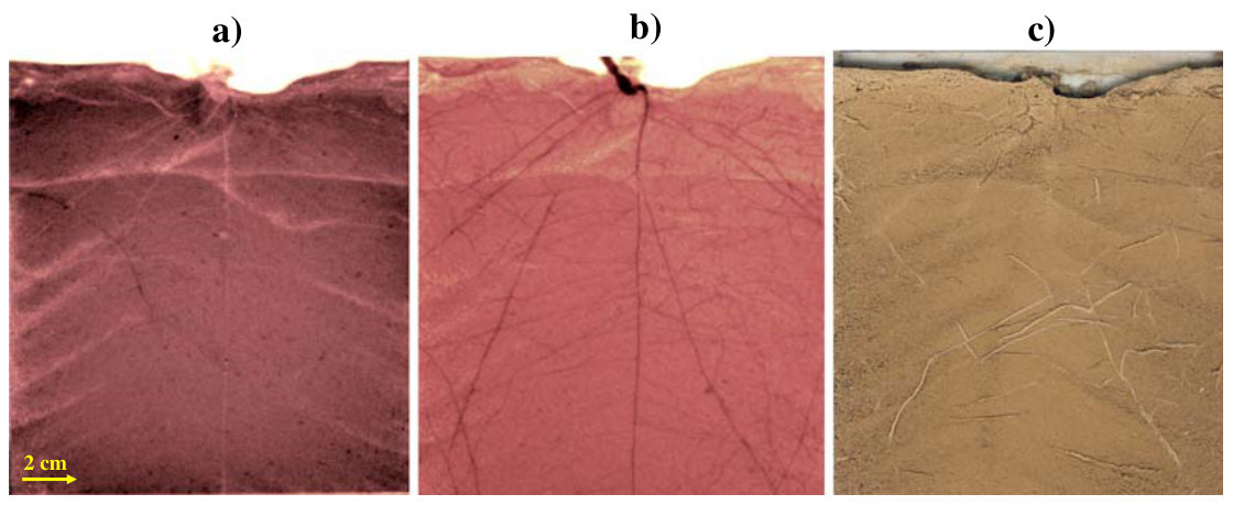 Fig. 6 Comparison of X-Ray (a), cold-neutron (b), and scan (c) images of a 7 weeks old chickpea (Cicer arietinum L.) plant taken on the same day. While the X-Ray and scan image show