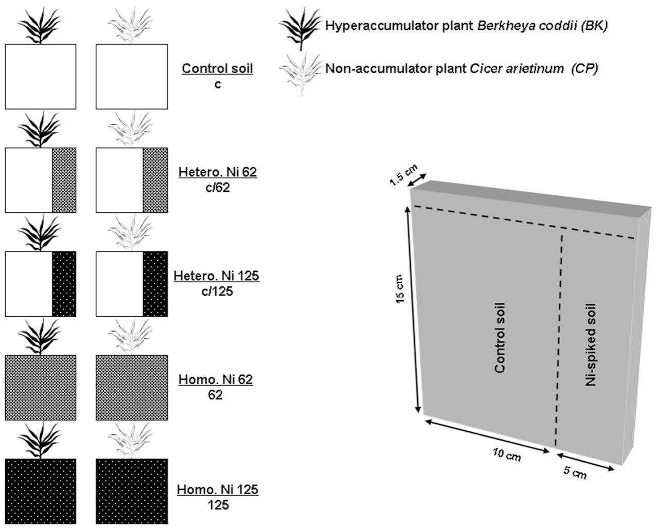 Fig. 1. Experimental design of the NR experiment investigating root responses of Ni hyperaccumulator Berkheya coddii and non-accumulator Cicer arietinum to Ni heterogeneity in soil. A sandy soil (c) was spiked with 62 an